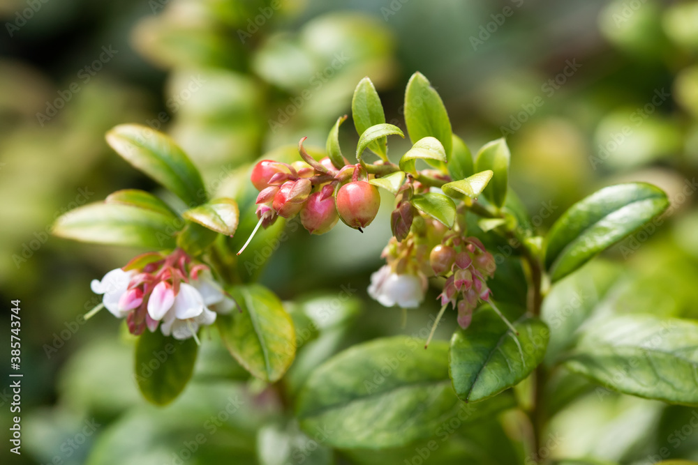 Obraz premium Vaccinium vitis-idaea macro view. The process of growth and ripening of organic lingonberry berries, unripe green and pinkish berries.