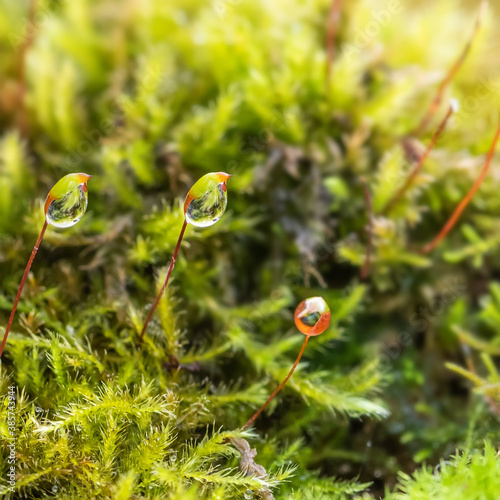 Macro view moss background with water drops. Shallow depth of field