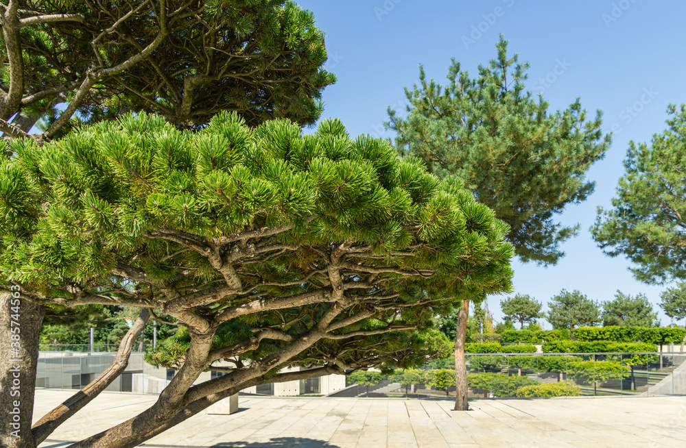 Beautiful bonsai pine tree (Pinus mugo or mountain pine) with lush needles in public landscape city Park Krasnodar or Galitsky Park in sunny autumn 2020