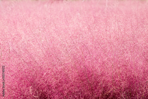 Blooming Pink mulley in Korea 