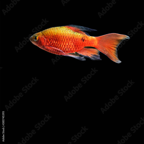 Exotic aquarium fish Pethia Conchonius macro view. Aquatic nature still life scene with young longtail barb fish on black background. Shallow depth of field, copy space