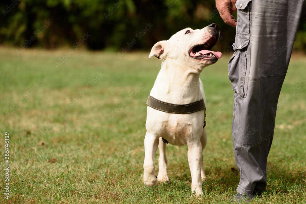 Staffordshire terrier obedience training