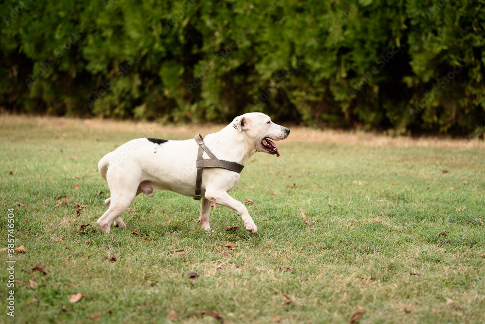 white dog running
