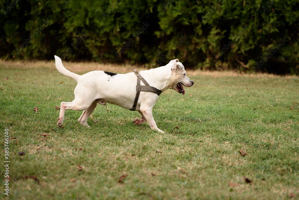 White Staffordshire terrier in free walk