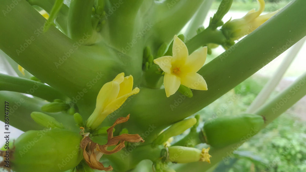 Beautifull close up papaya flowers in the papaya tree Beautifull close up papaya flowers in the papaya tree