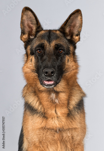 muzzle of an adult shepherd dog on a gray background