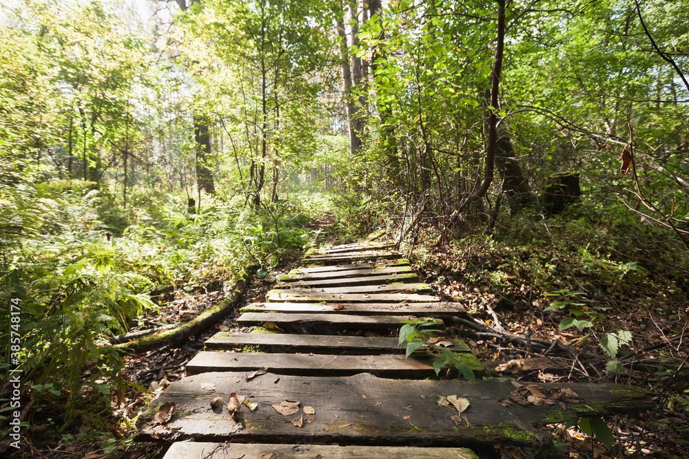 Empty wooden footbridge goes through forest