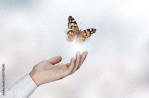 Butterfly. photo