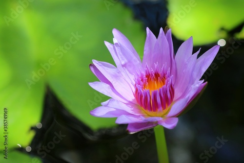 Pink lotus blooming with green leaf and water background in the morning.  Nature concept.