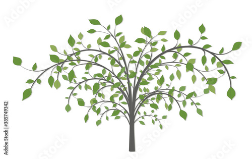 Fototapeta Naklejka Na Ścianę i Meble -  A tree with long curved branches and green leaves on a white background