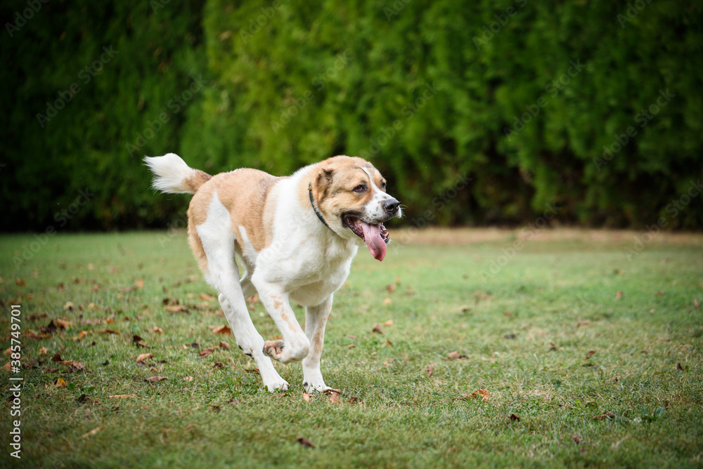 Central Asian Shepherd Dog playing on the foster yard