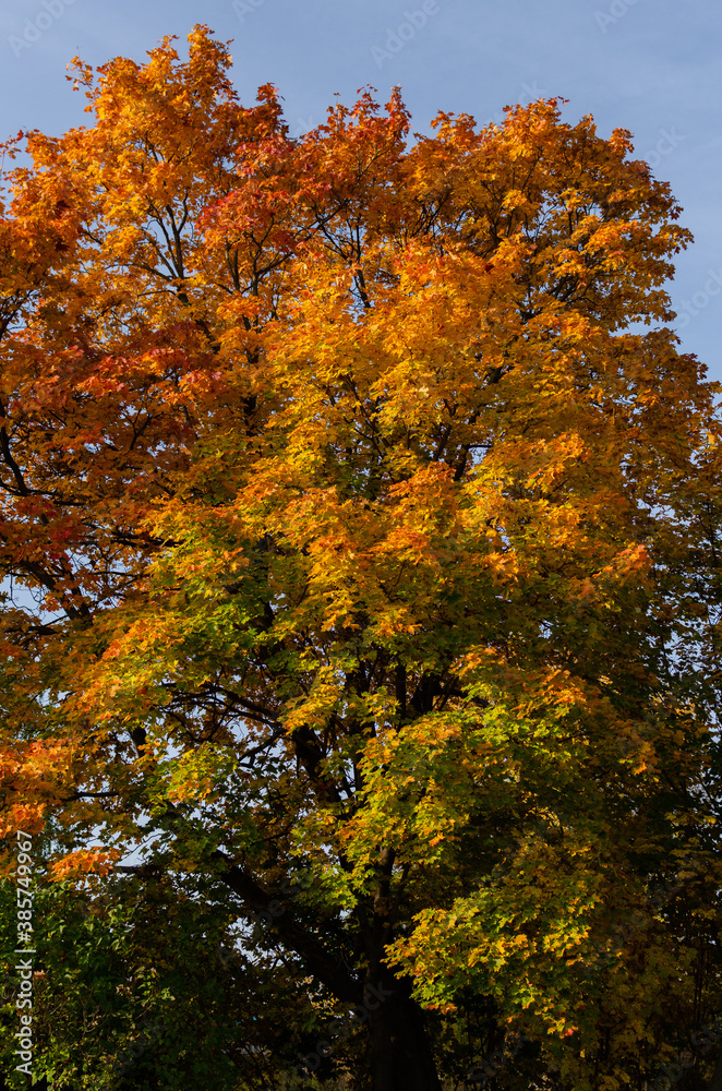 yellowed maple foliage in autumn yellowed maple foliage in autumn