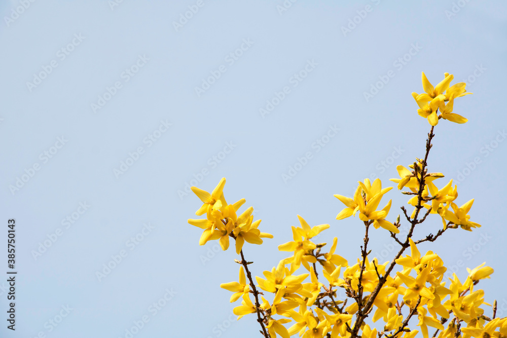 Forsythia flower- tiny golden blossoms in spring time
Forsythia flower- tiny golden blossoms in spring time