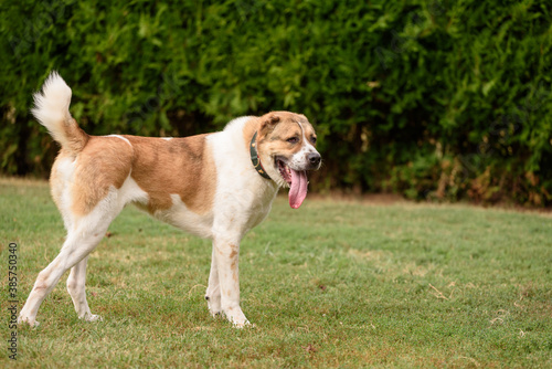 Central Asian Shepherd Dog playing on the foster yard