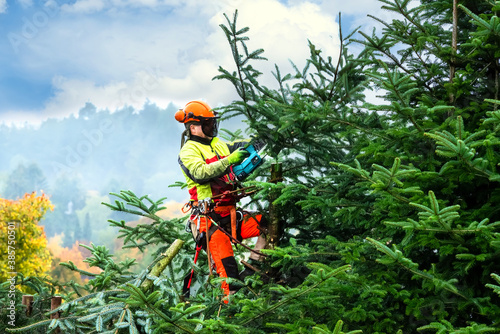 Tree surgeon hanging from ropes in the crown of a tree, throwing cut branches down. The adult male is wearing full safety equipment. photo