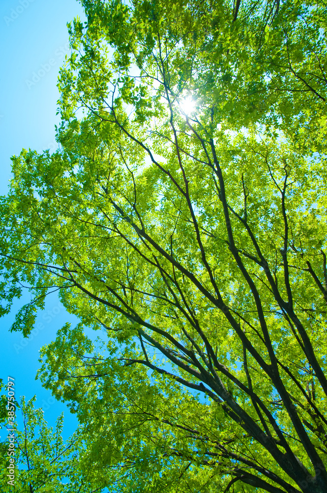 Obraz premium 新緑