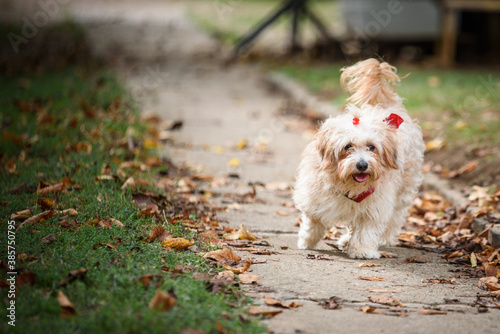 Cute Havanese dog during a walk in her foster home