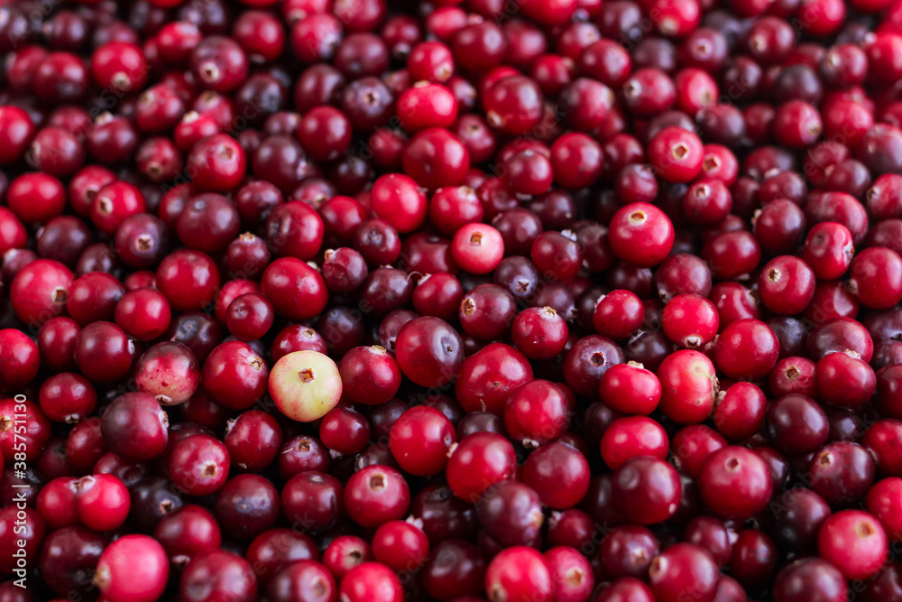 Ripe fresh cranberries as natural, food, berries background Ripe fresh cranberries as natural, food, berries background