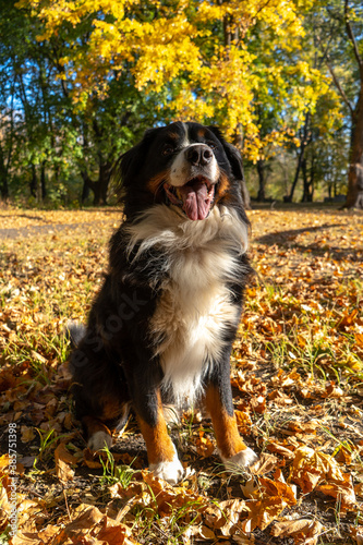 Bernese mountain dog with a lot of yellow autumn leaves around. Dog walk in the park on the fall