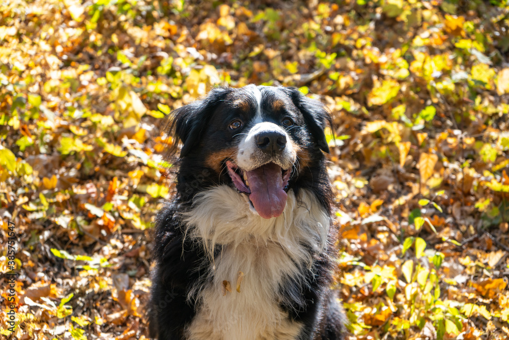 Bernese mountain dog with a lot of yellow  autumn leaves around. Dog walk in the park on the fall