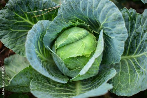 Large green cabbage on a vegetable garden in soft focus