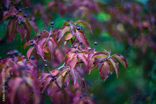 Autumnal tree leaves photo