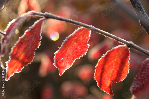 霜と紅葉 photo