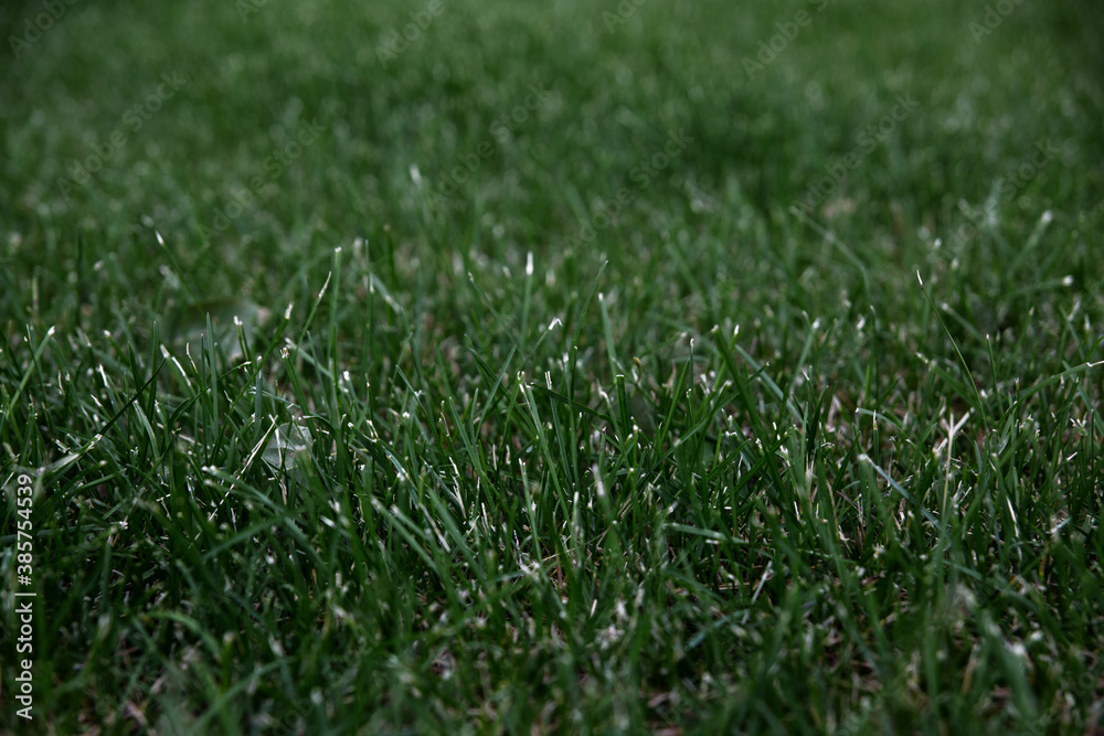 The texture of the mown green lawn.