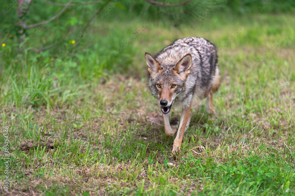 Fototapeta premium Adult Coyote (Canis latrans) Trots Forward Licking Chops Summer
