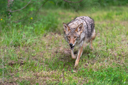 Adult Coyote (Canis latrans) Trots Forward Licking Chops Summer