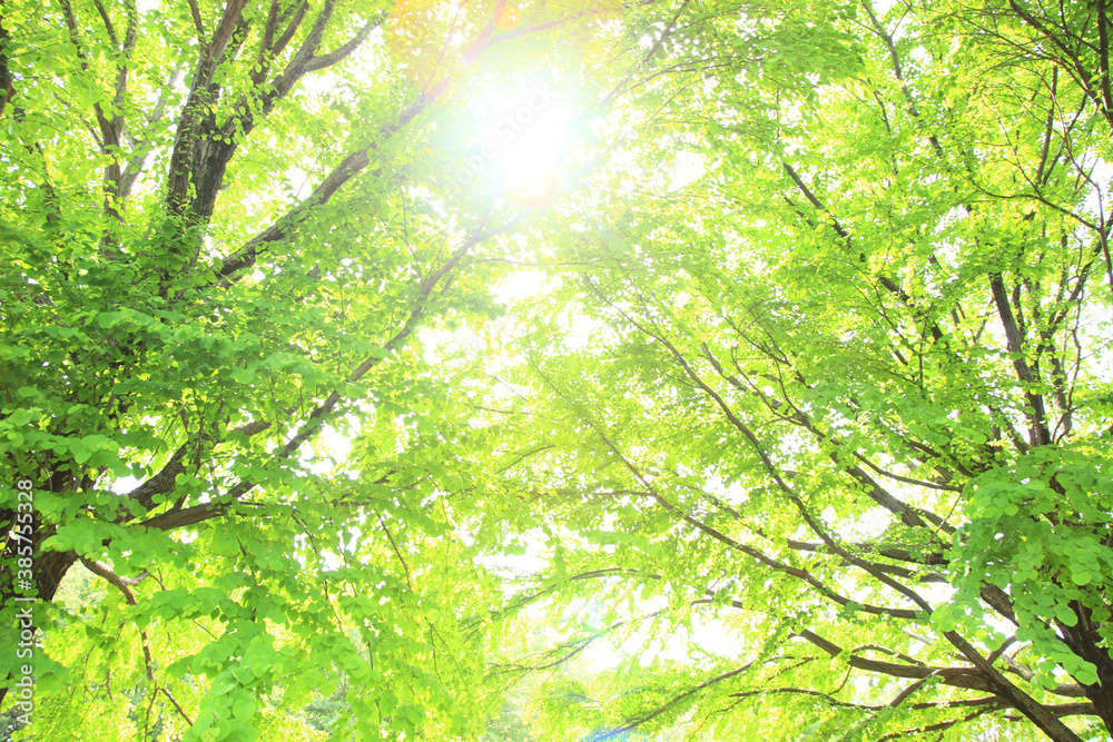 Obraz premium 新緑の木々