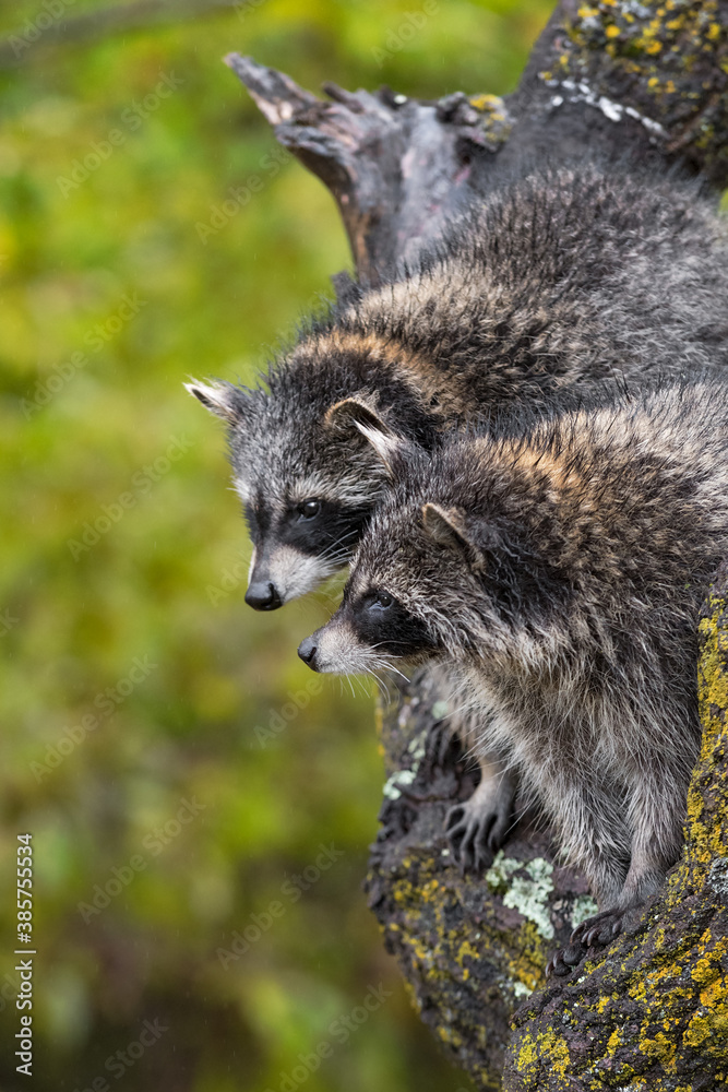 Obraz premium Raccoons (Procyon lotor) Almost Nose to Nose in Tree Autumn