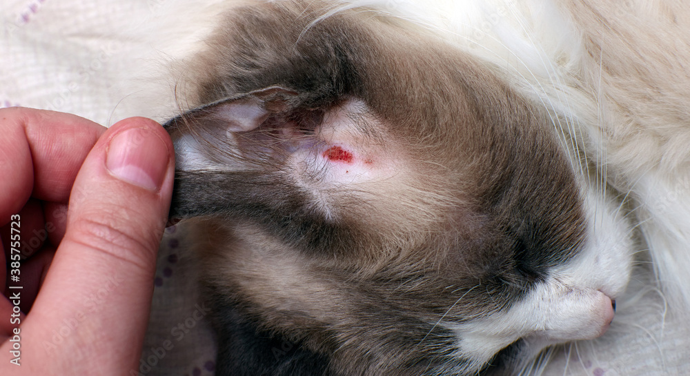 Allergic skin diseases in domestic cats. Scratching in the ear of a  domestic cat. Atypical dermatitis in a domestic cat. Stock-bilde | Adobe  Stock