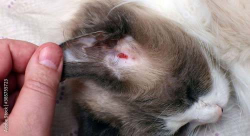 Allergic skin diseases in domestic cats. Scratching in the ear of a domestic cat. Atypical dermatitis in a domestic cat.