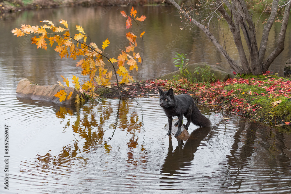 Silver Fox (Vulpes vulpes) Perched on Rock Off Island Autumn Silver Fox (Vulpes vulpes) Perched on Rock Off Island Autumn