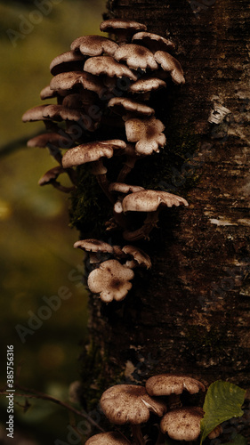 Mushrooms on the background of the autumn forest and in a basket. 