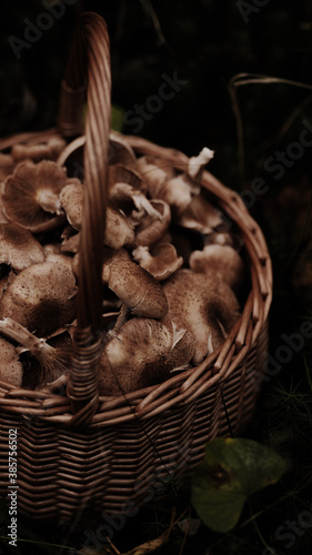 Mushrooms on the background of the autumn forest and in a basket.
 photo