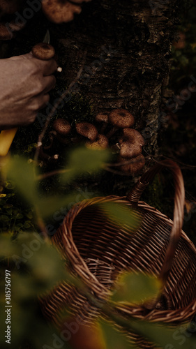 Mushrooms on the background of the autumn forest and in a basket.
 photo