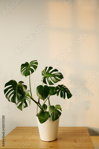 Monstera or Swiss Cheese plant in white flower pot standing on wooden table on a light background with shadows. Modern minimal creative home decor concept, garden room
