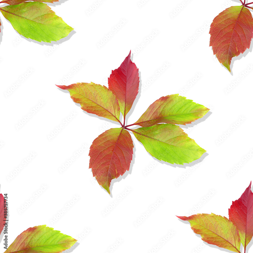 Leaves of wild grape. Seamless pattern. Colorful Autumn leaves isolated on a white background Leaves of wild grape. Seamless pattern. Colorful Autumn leaves isolated on a white background