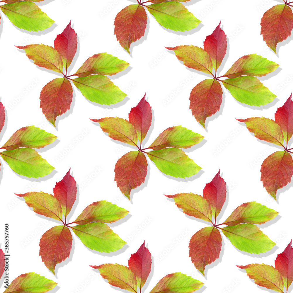 Leaves of wild grape. Seamless pattern. Colorful Autumn leaves isolated on a white background