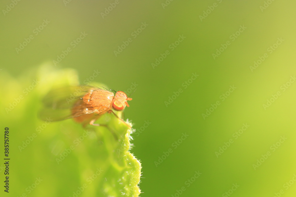Naklejka premium Macro shot of a fly in the garden