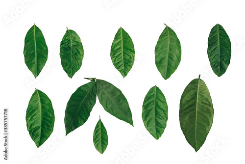 Set of green citrus leaves isolated on white background.