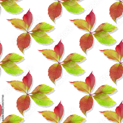 Leaves of wild grape. Seamless pattern. Colorful Autumn leaves isolated on a white background