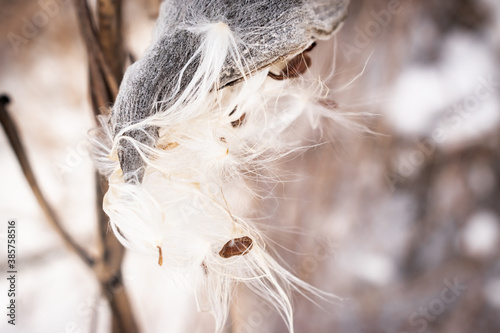 Close up of fluffy dry field plant int winter, vintage background