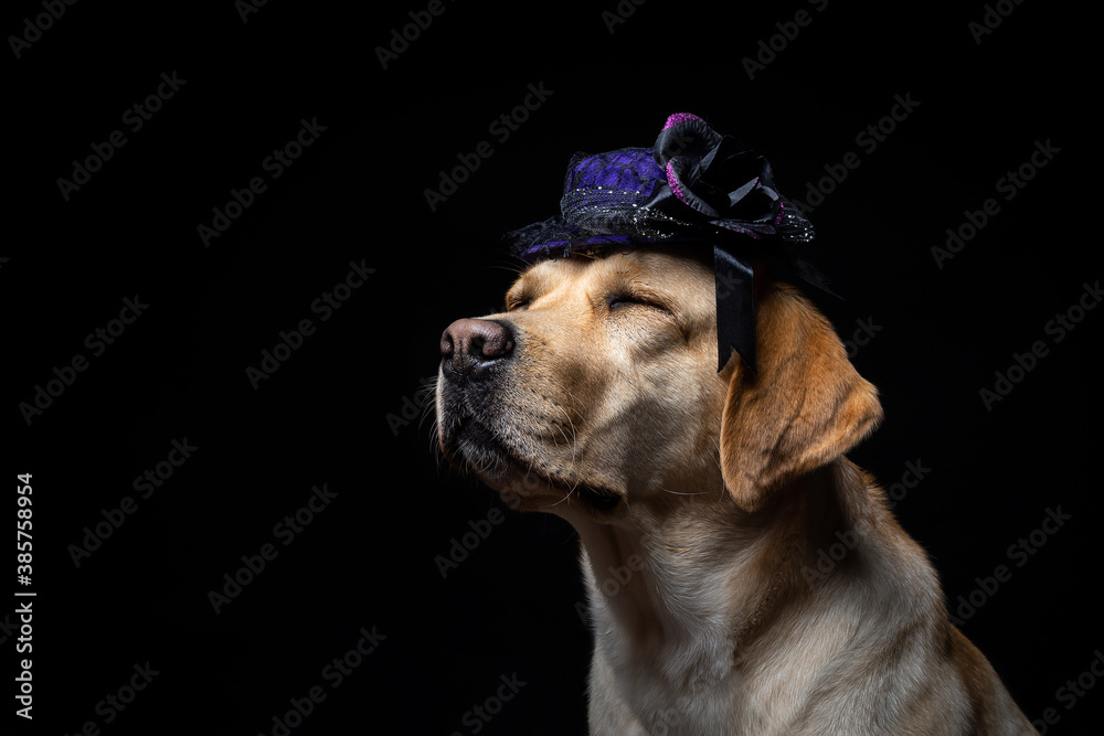 Close-up of a Labrador Retriever dog in a headdress. Close-up of a Labrador Retriever dog in a headdress.