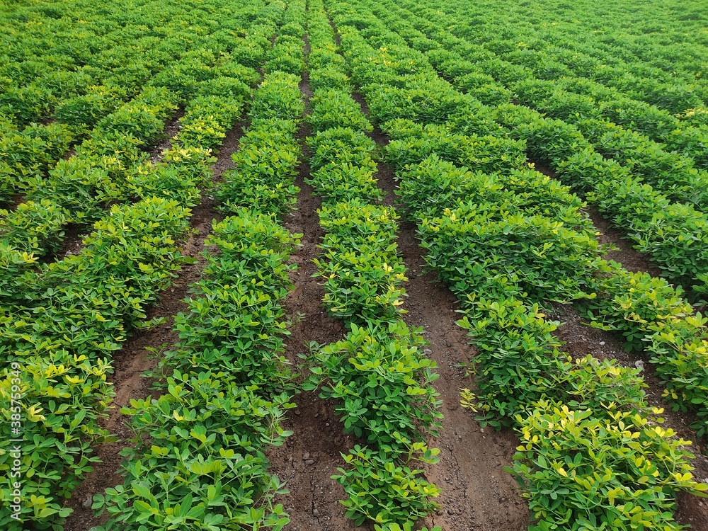 Peanut tree, Vietnamese farmer is holding peanuts in hands. Fresh peanuts plants with roots. Peanut plantation in sunny day in Brazil, peanuts farm, Organic Farm Land Crops In India