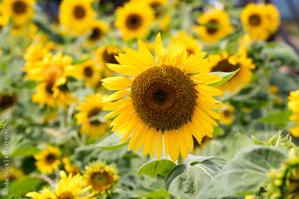 Beautiful sunflower Iin the field
