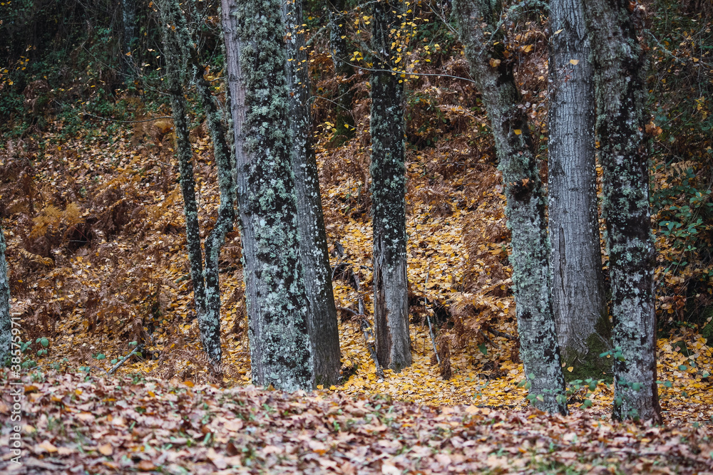 Autumn in the mountains Autumn in the mountains