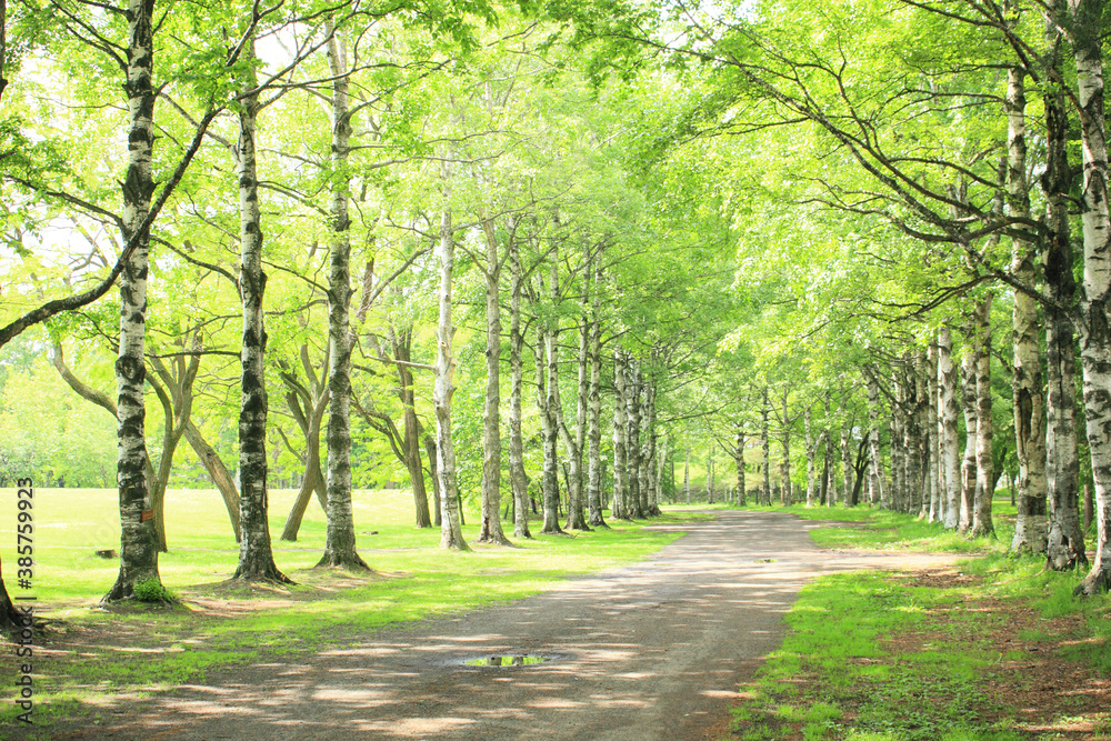 Fototapeta premium 並木道